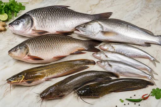 Fish