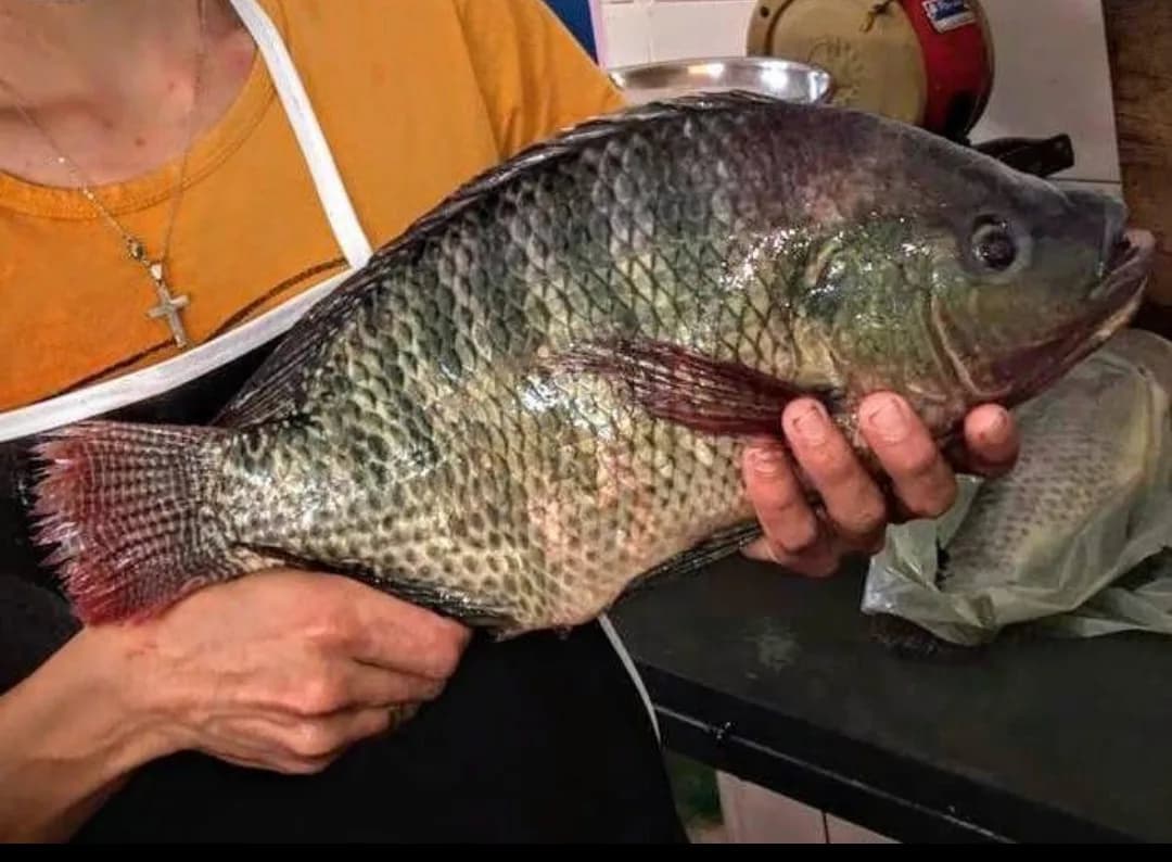 Tilapia/Telapia/তিলাপিয়া/তেলাপিয়া