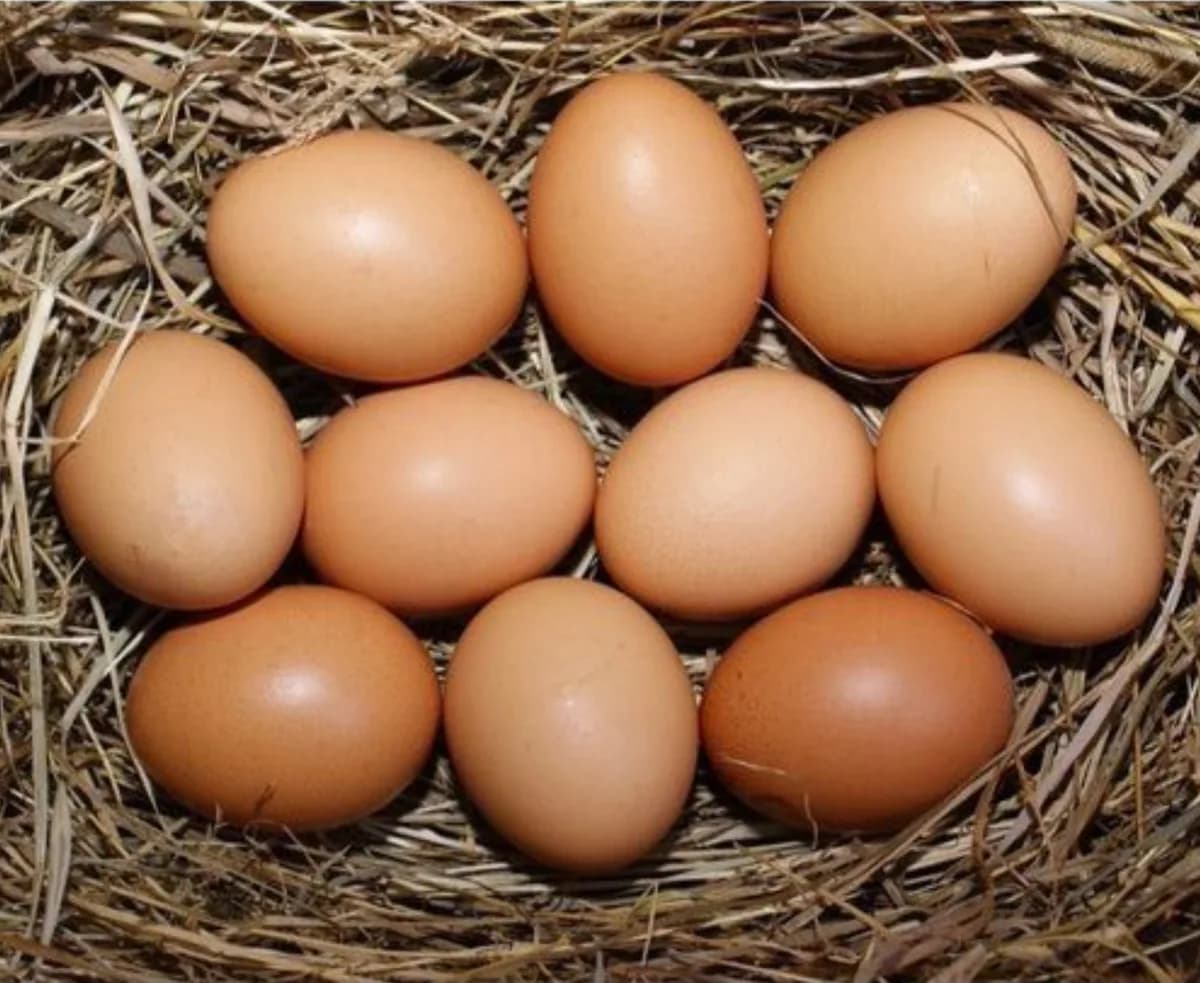 Country Chicken Eggs/দেশি মুরগির ডিম
