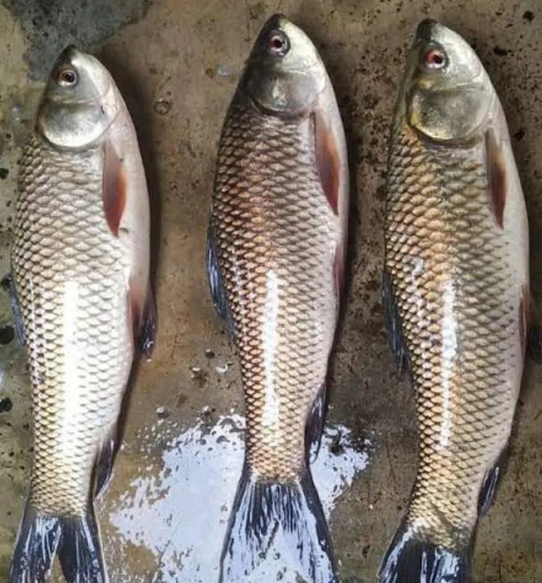 Charapona medium/চারাপোনা মাঝারি