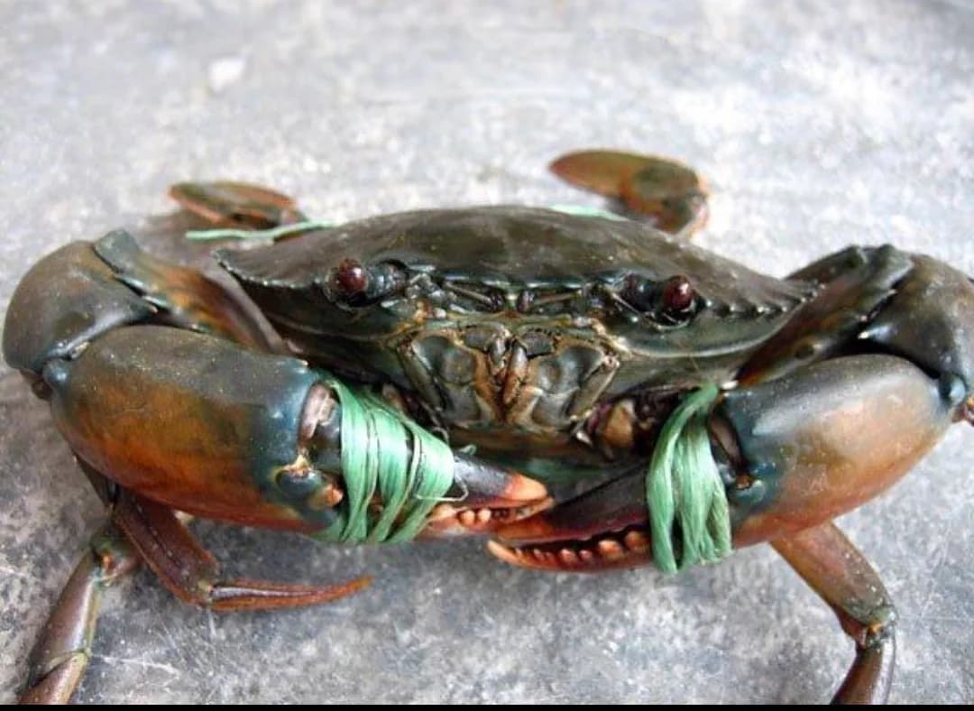 Sundarban Mud Crab (big)/সুন্দরবনের কাঁকড়া বড়ো