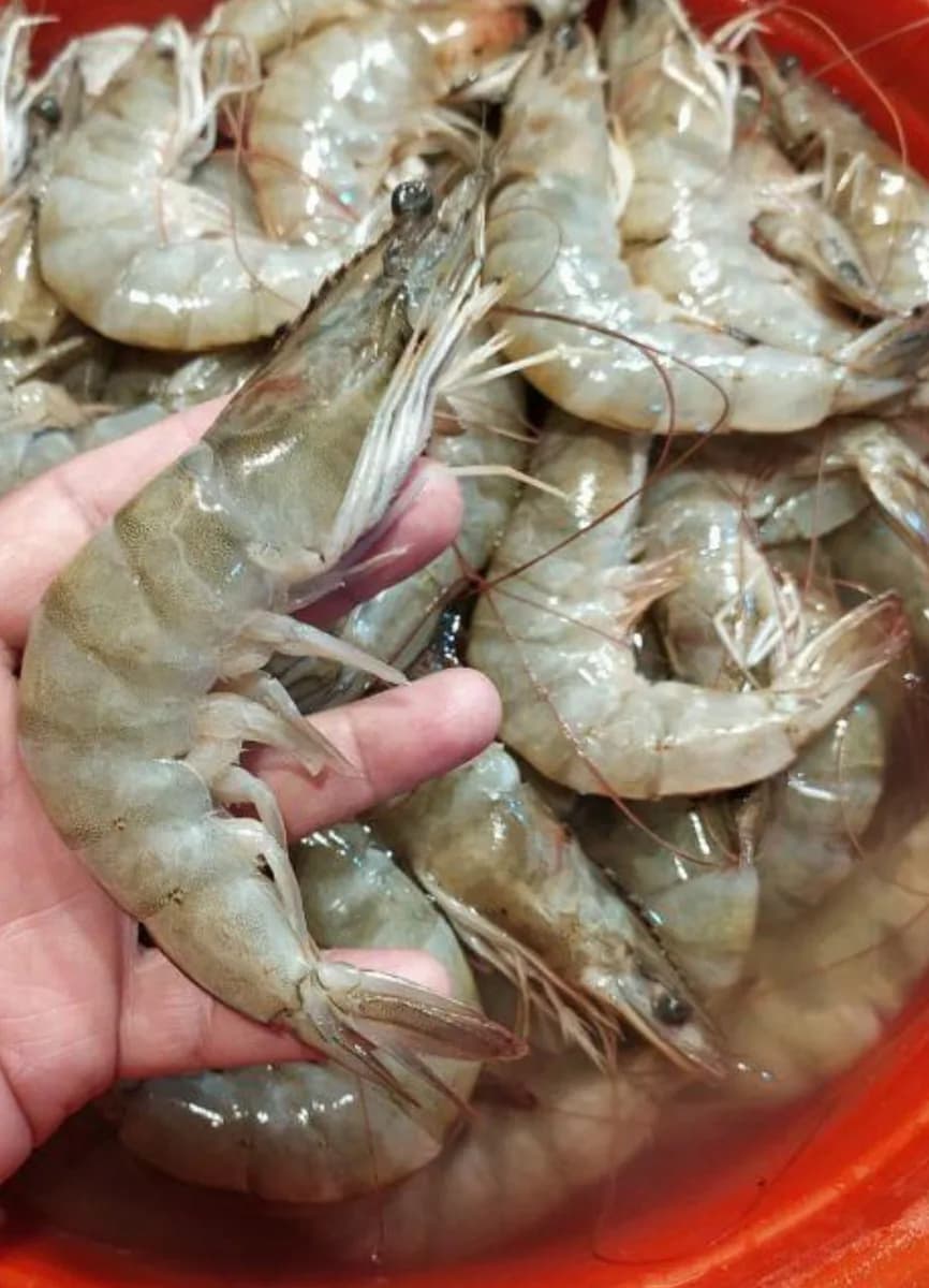 White Prawns/Chapra Chingri (big)/চাপড়া চিংড়ি বড়ো