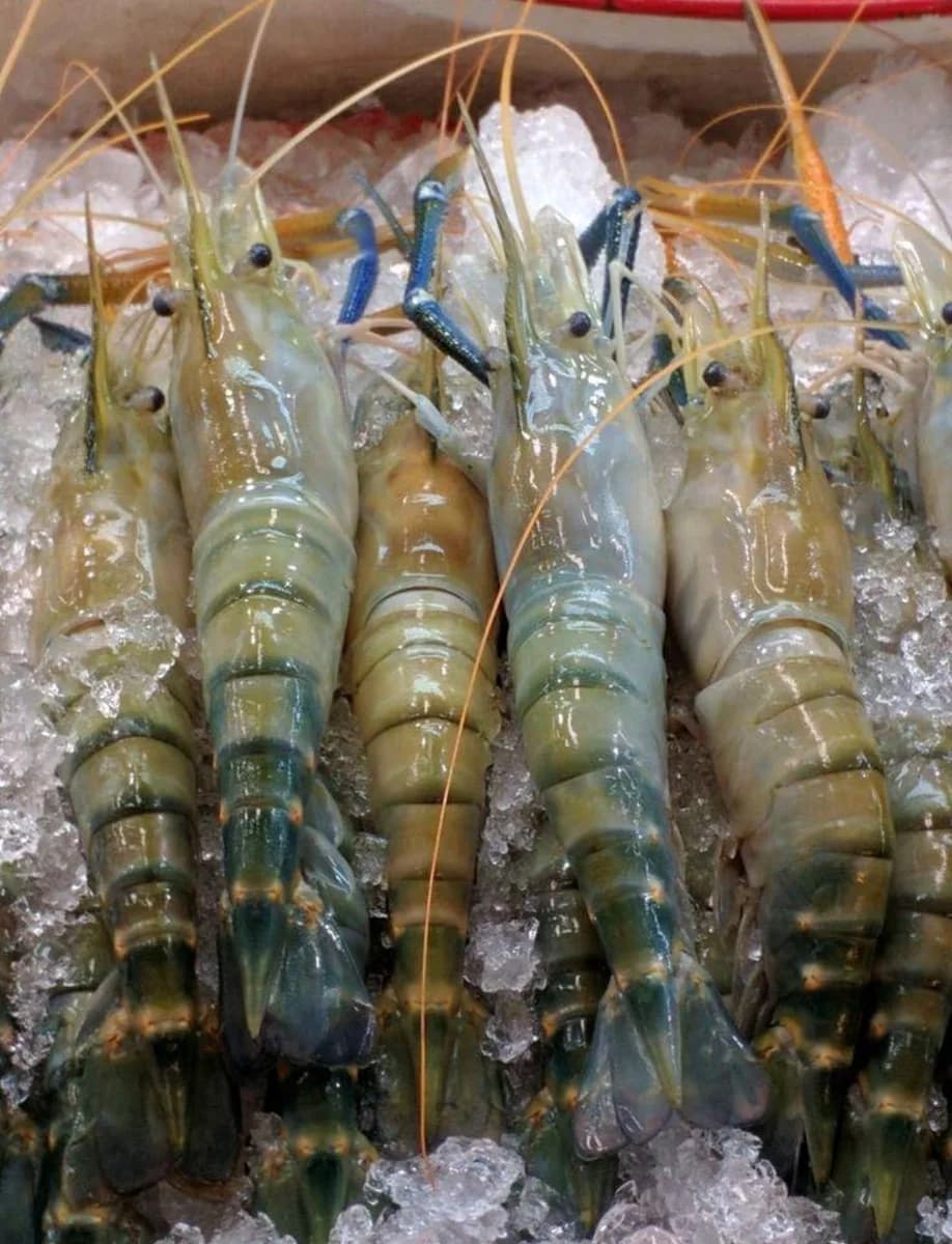 Golda Chingri (medium)/গলদা চিংড়ি মিডিয়াম
