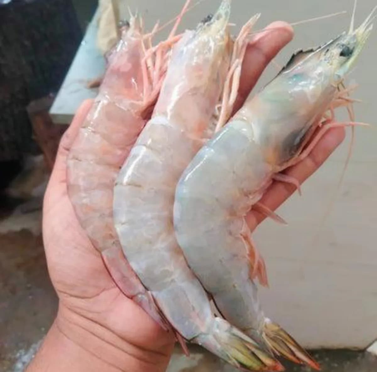 White Prawns/Chapra Chingri (jumbo)/চাপড়া চিংড়ি জামবো