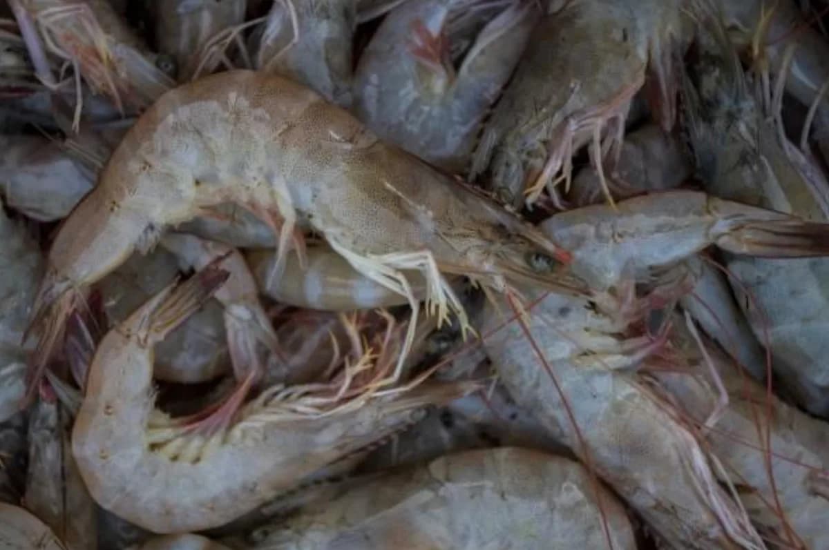 White Prawns/Chapra Chingri (small)/চাপড়া চিংড়ি ছোটো
