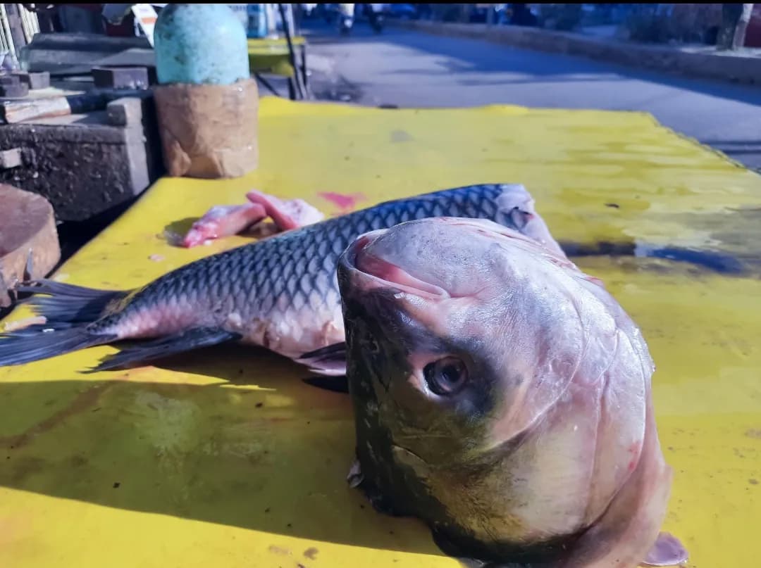 Rohu/Rui Head big/রুই মাছের বড়ো মাথা