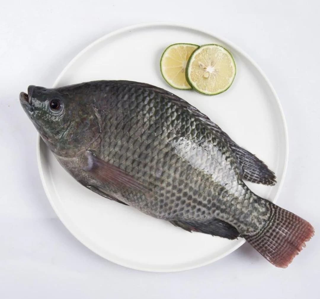 Tilapia/Telapia/তিলাপিয়া/তেলাপিয়া
