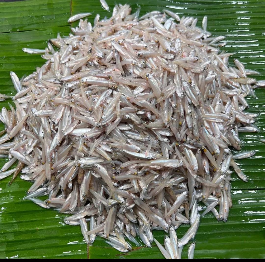 Kachki Mourola/mourala Fish/কাঁচকি মৌরলা মাছ